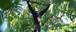 Earth Journalism Network (EJN) Story Grants to Report on Asia’s Endangered Ape 2026 (With up to $1,500 in Funding)