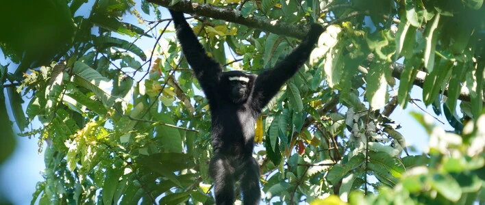 Earth Journalism Network (EJN) Story Grants to Report on Asia’s Endangered Ape 2026 (With up to $1,500 in Funding)